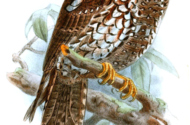 Feline Owlet-nightjar