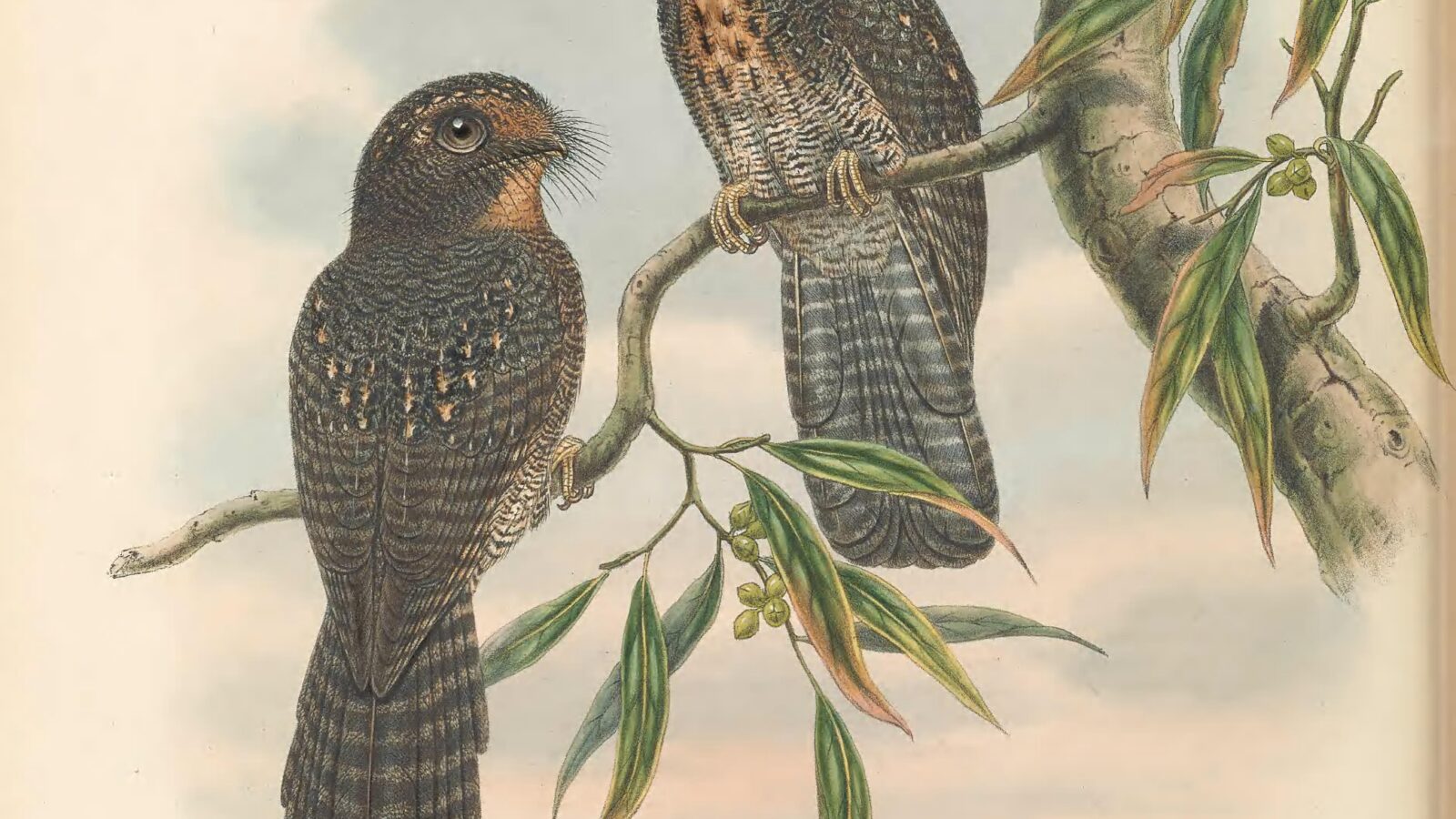 Wallace’s Owlet-nightjar