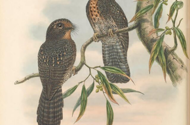 Wallace’s Owlet-nightjar