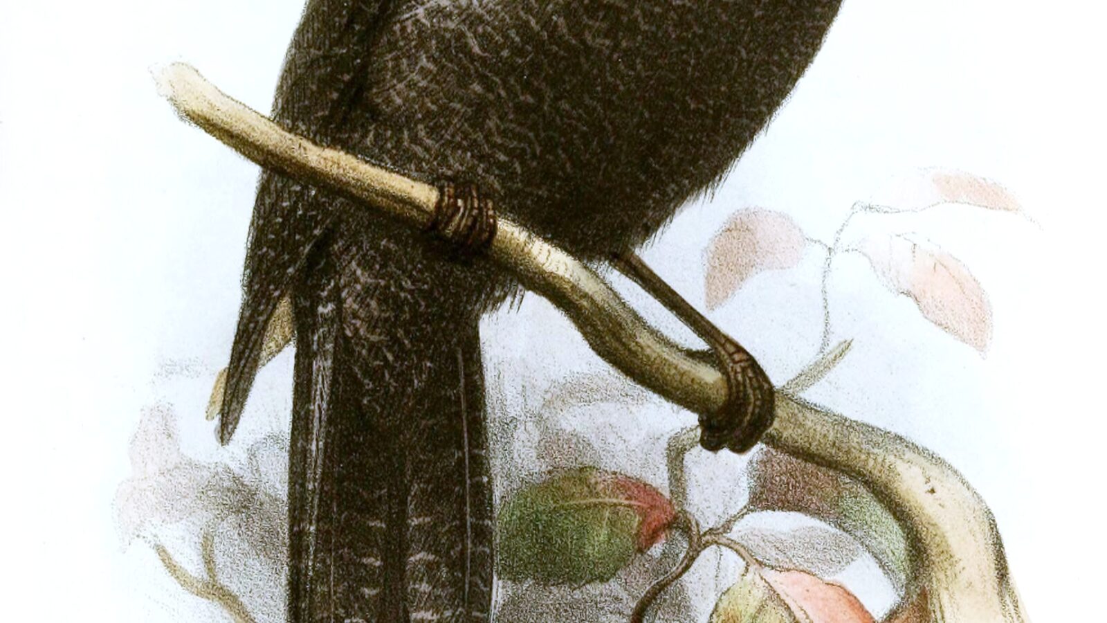 New Caledonian Owlet-nightjar