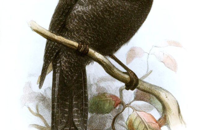 New Caledonian Owlet-nightjar