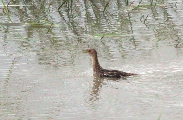 Striped Crake