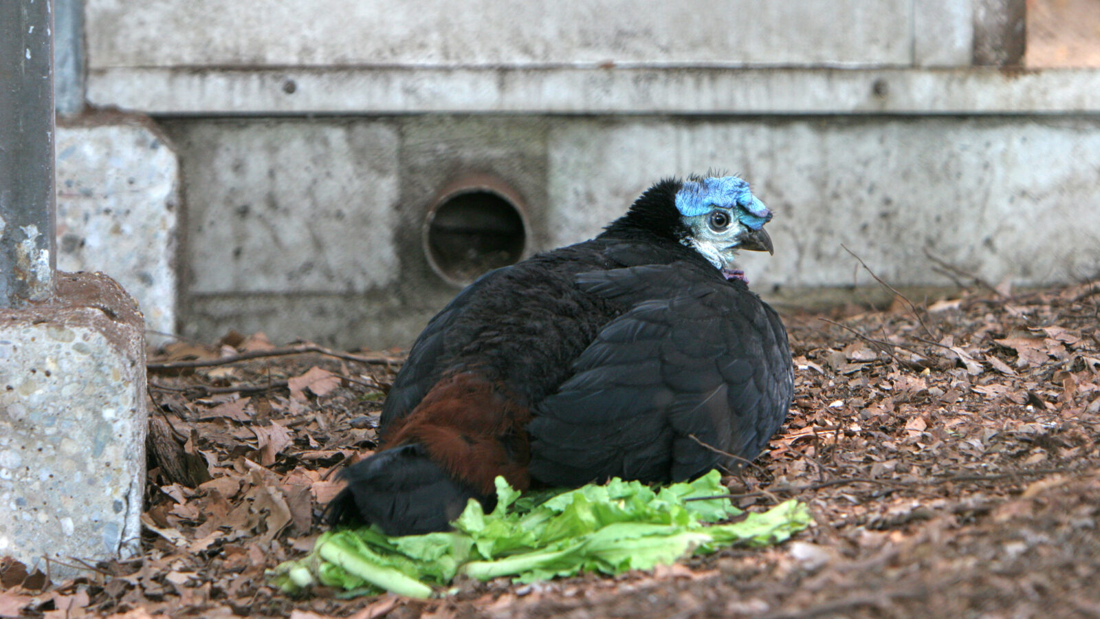 Wattled Brushturkey