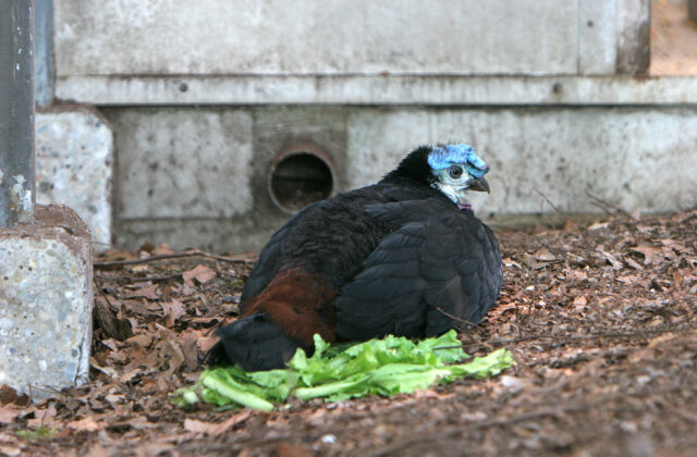 Wattled Brushturkey