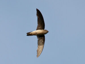 Black-nest Swiftlet