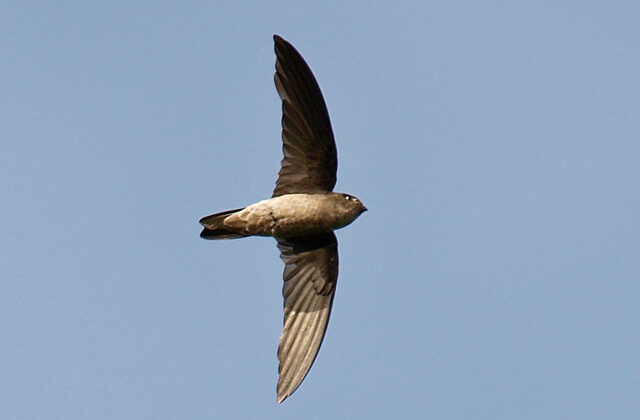 Black-nest Swiftlet