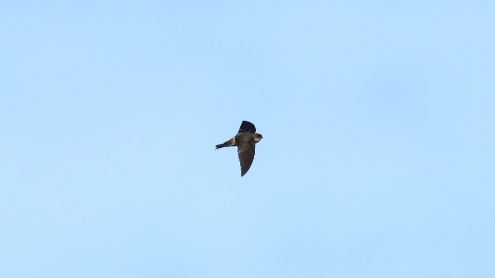 Palau Swiftlet