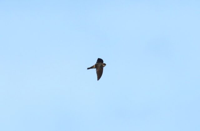 Palau Swiftlet