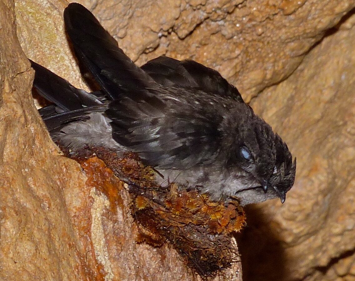 Mossy-nest Swiftlet