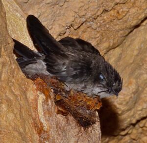 Mossy-nest Swiftlet