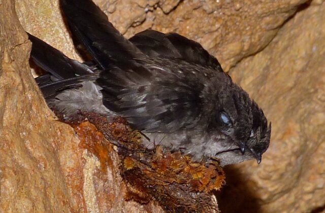Mossy-nest Swiftlet