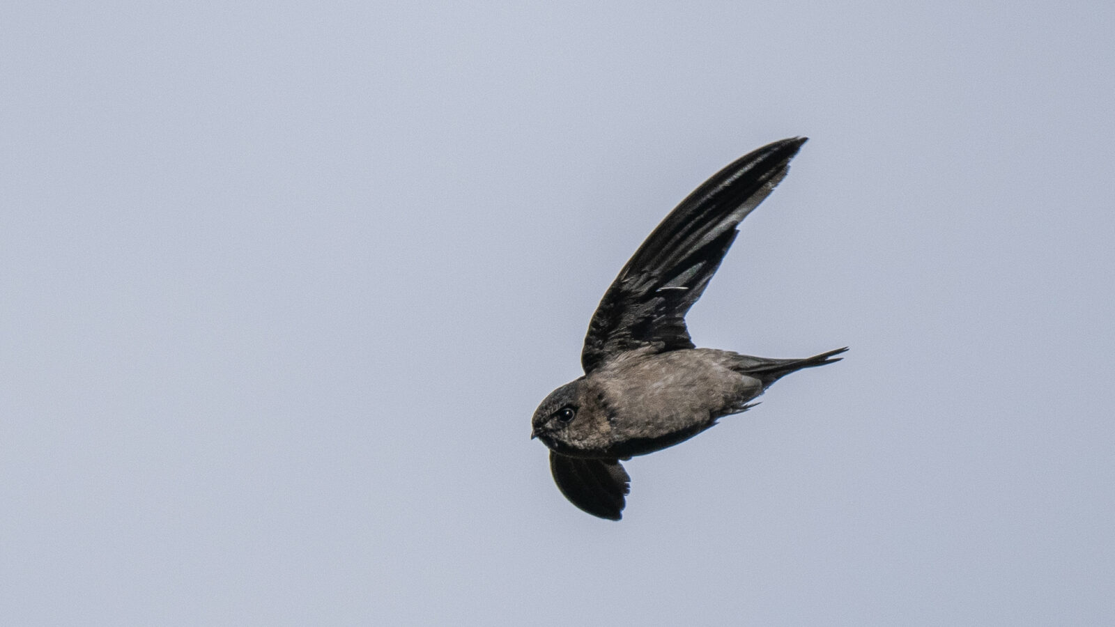 Volcano Swiftlet