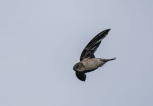 Volcano Swiftlet