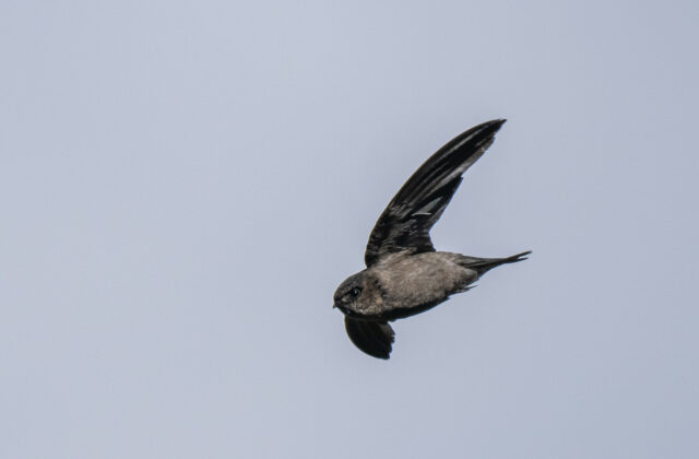 Volcano Swiftlet