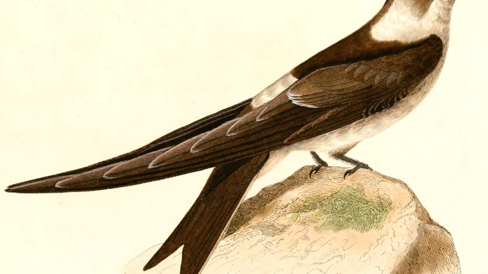 Andean Swift