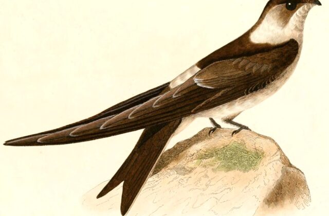 Andean Swift
