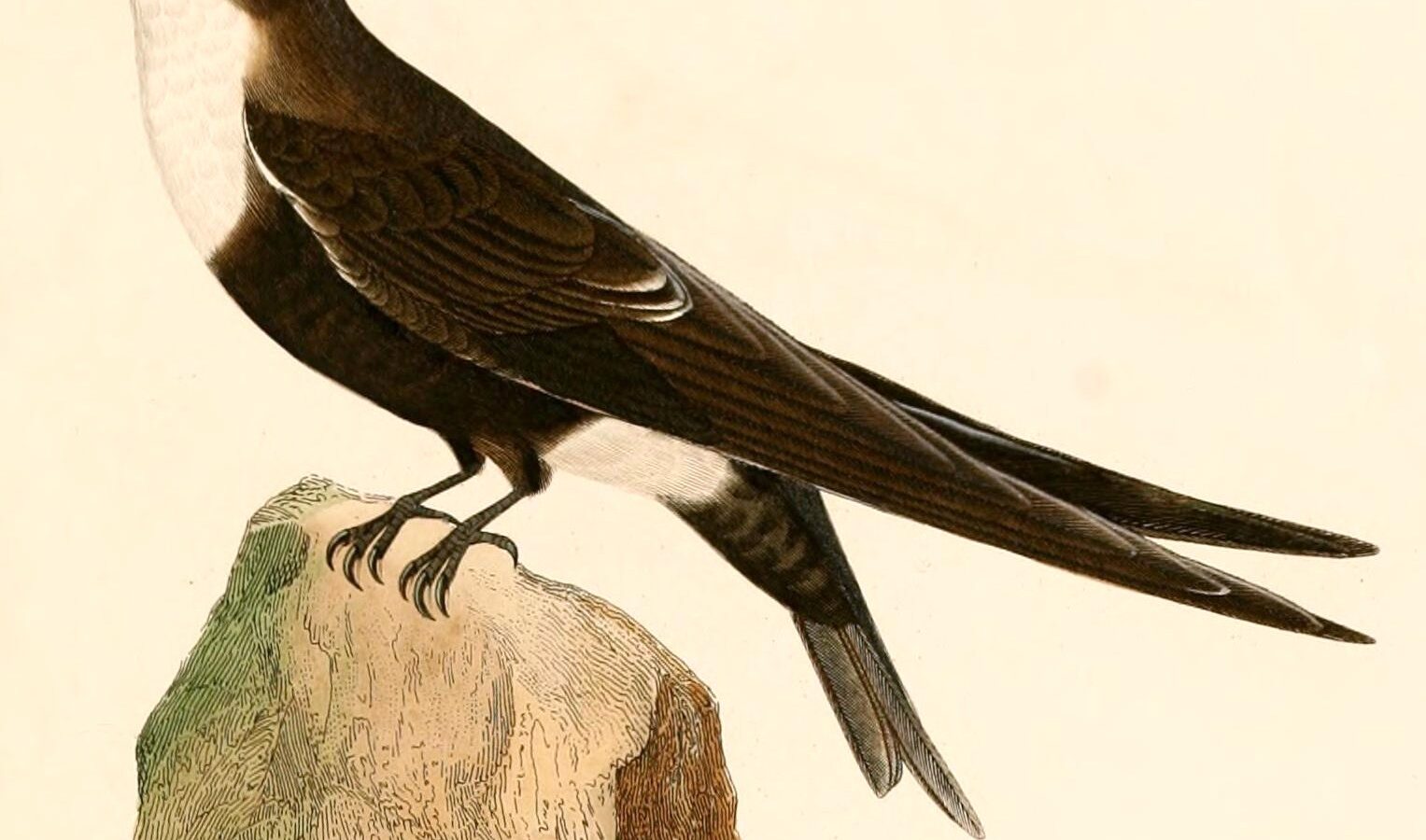 White-tipped Swift