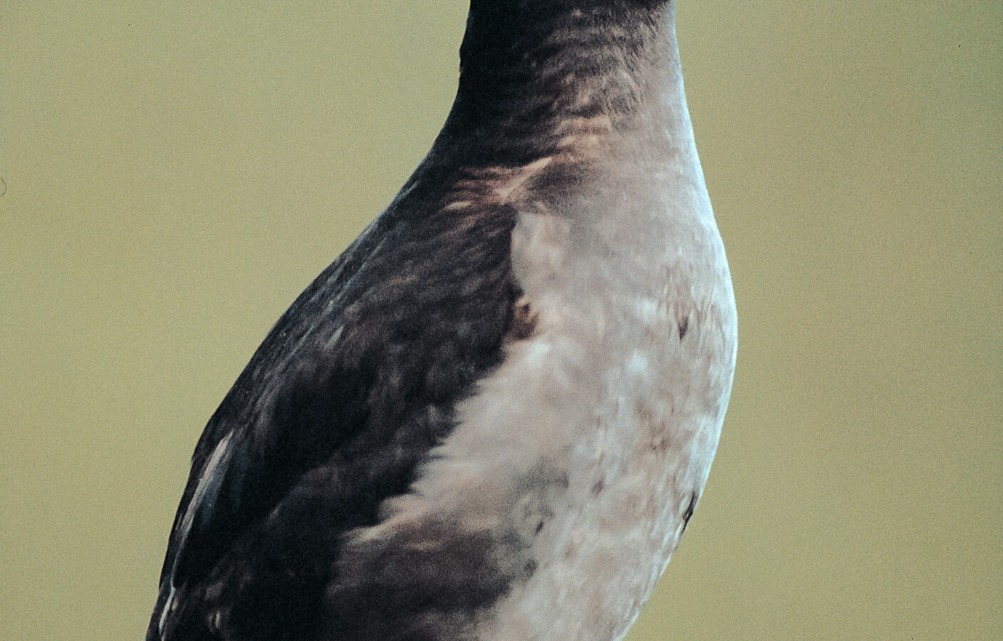 Crested Auklet