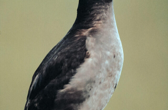 Crested Auklet