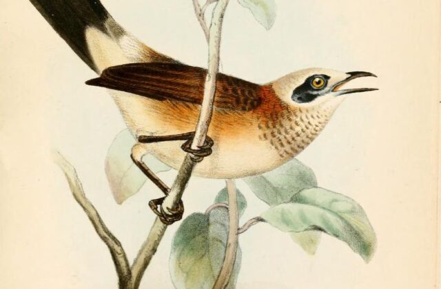 Bare-cheeked Babbler