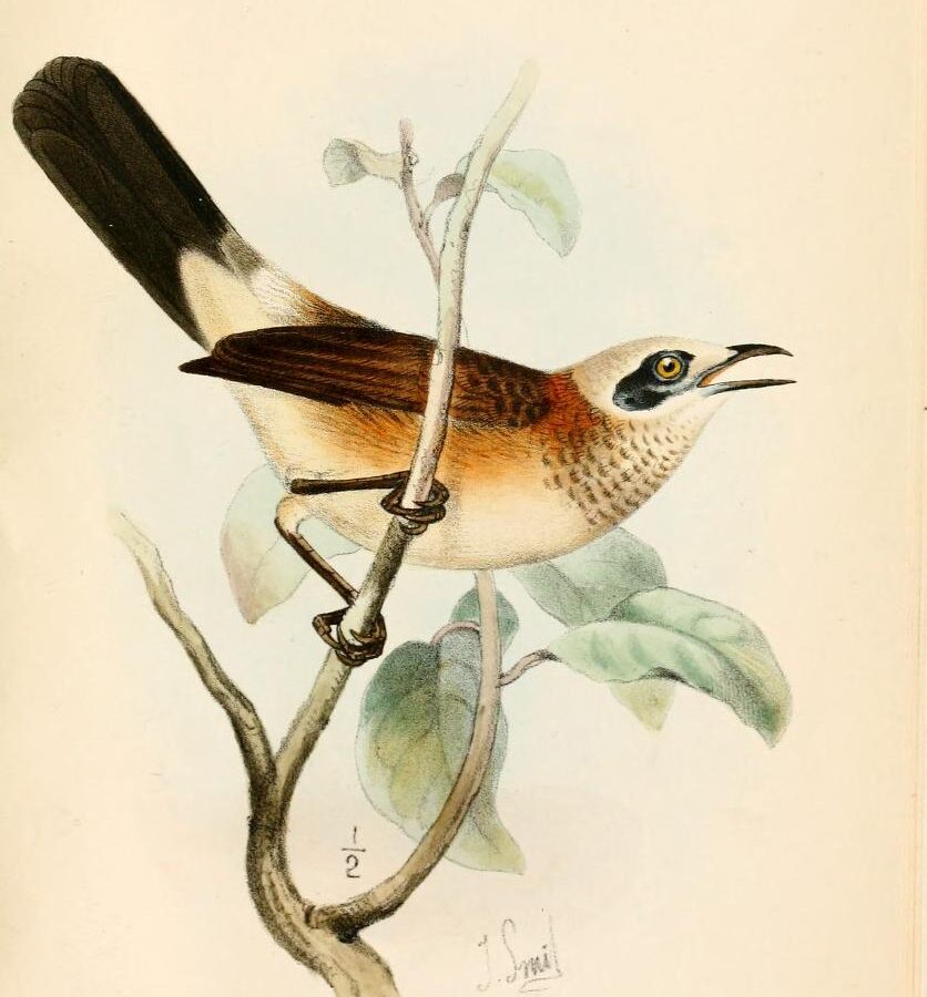 Bare-cheeked Babbler