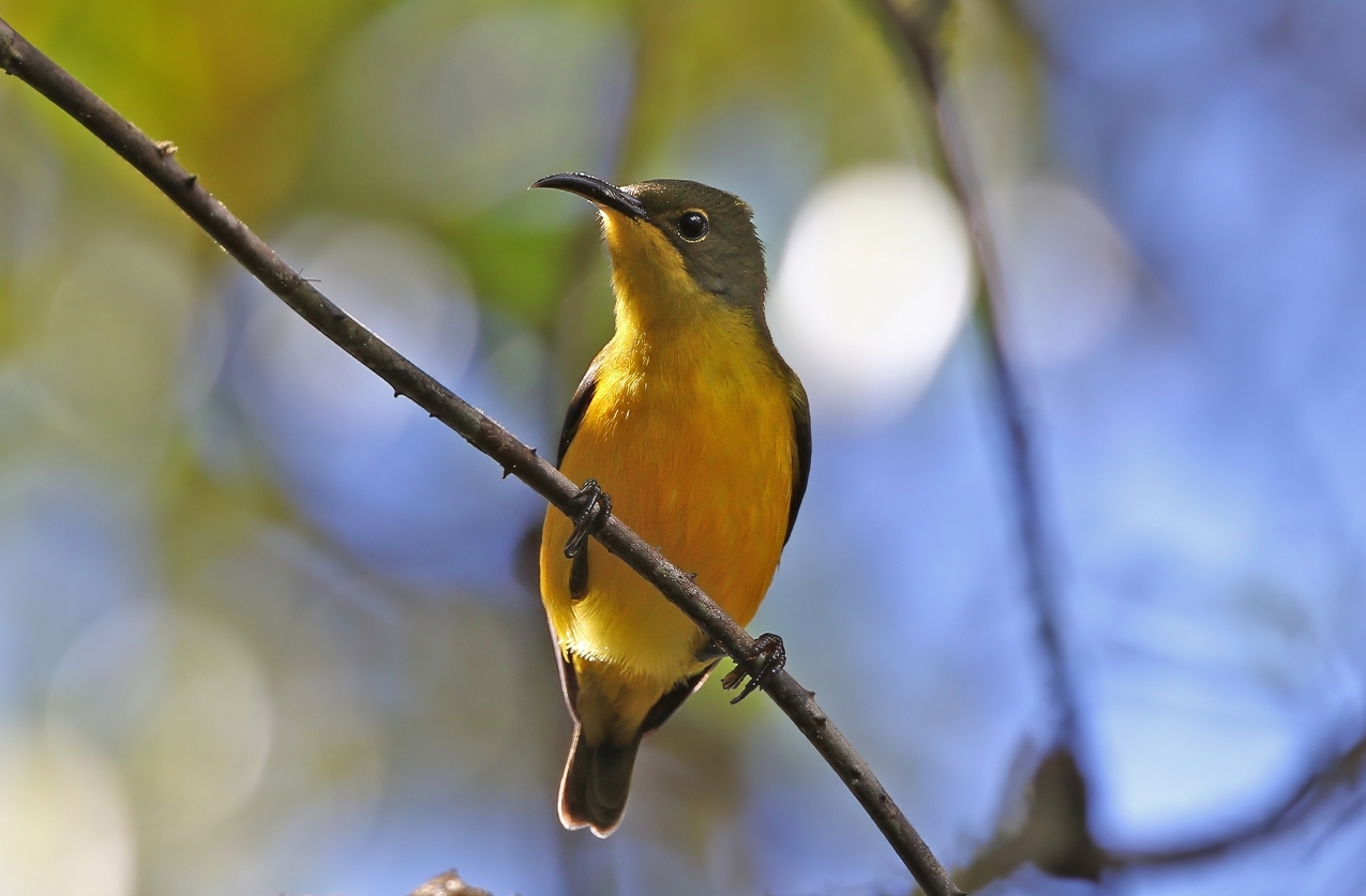 Elegant Sunbird
