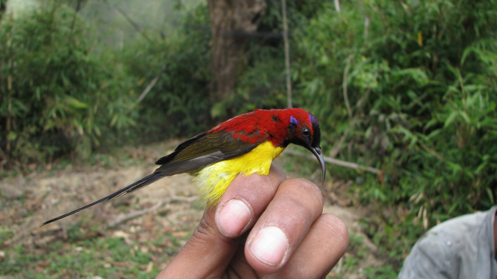 Mrs. Gould’s Sunbird