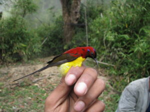 Mrs. Gould’s Sunbird