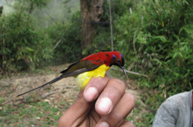 Mrs. Gould’s Sunbird