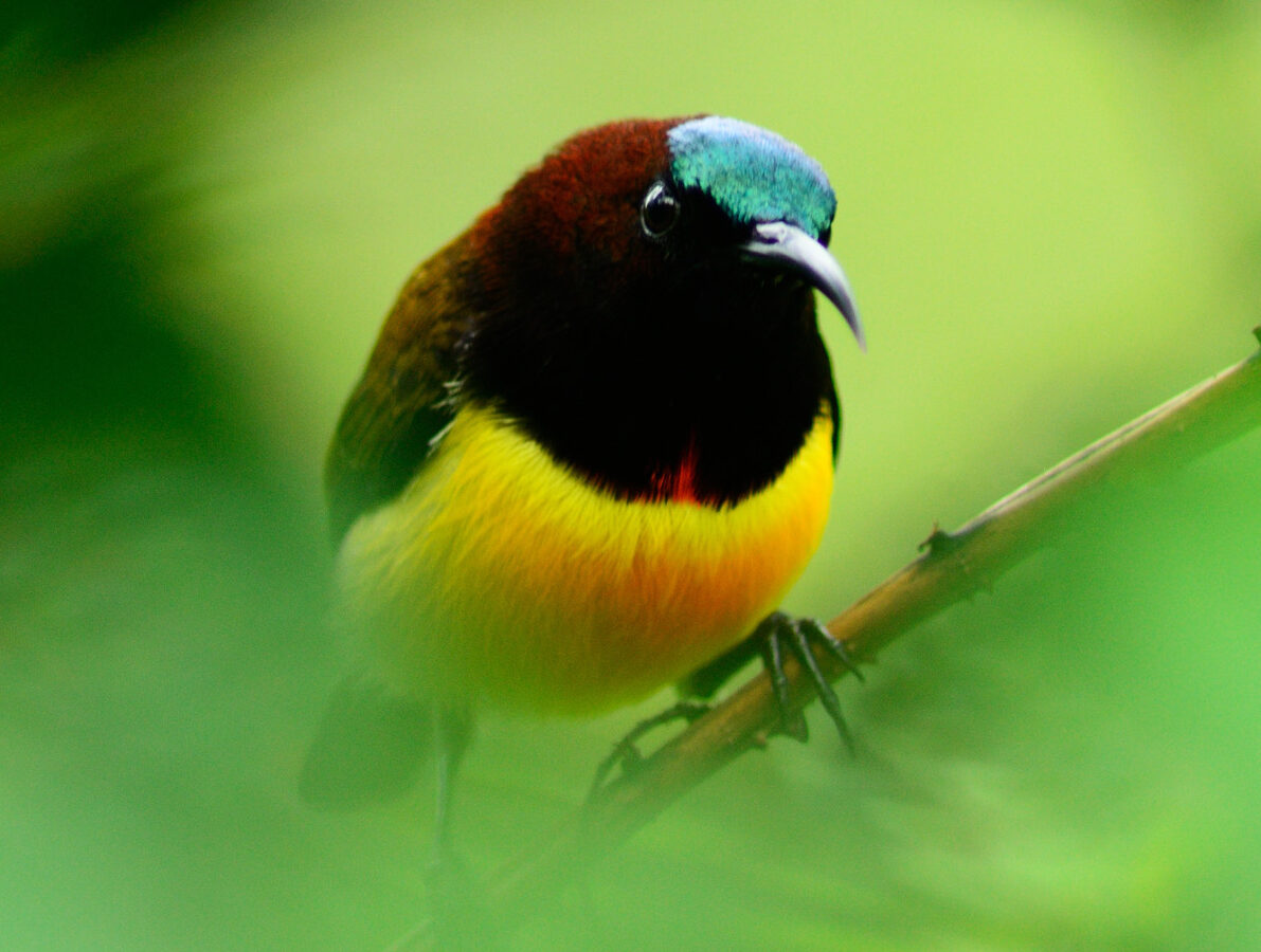 Maroon-naped Sunbird