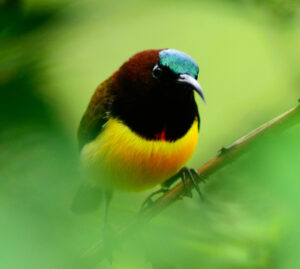 Maroon-naped Sunbird