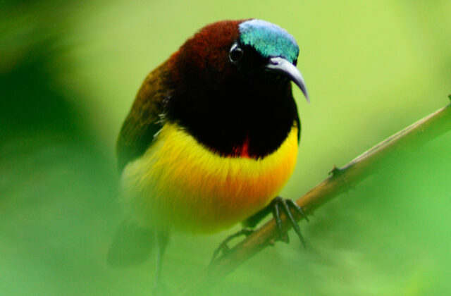 Maroon-naped Sunbird