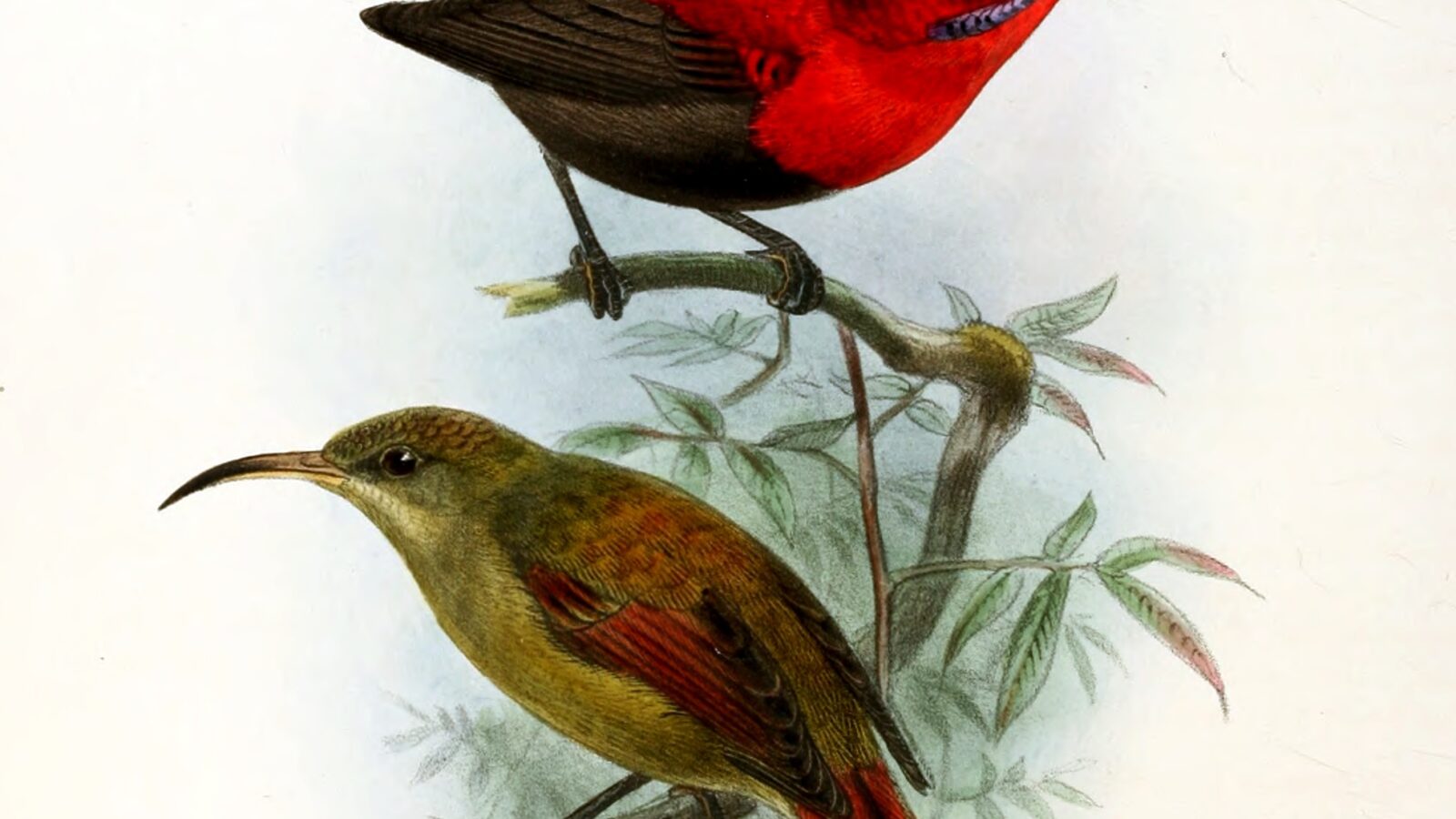Magnificent Sunbird