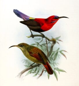 Magnificent Sunbird