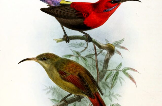 Magnificent Sunbird