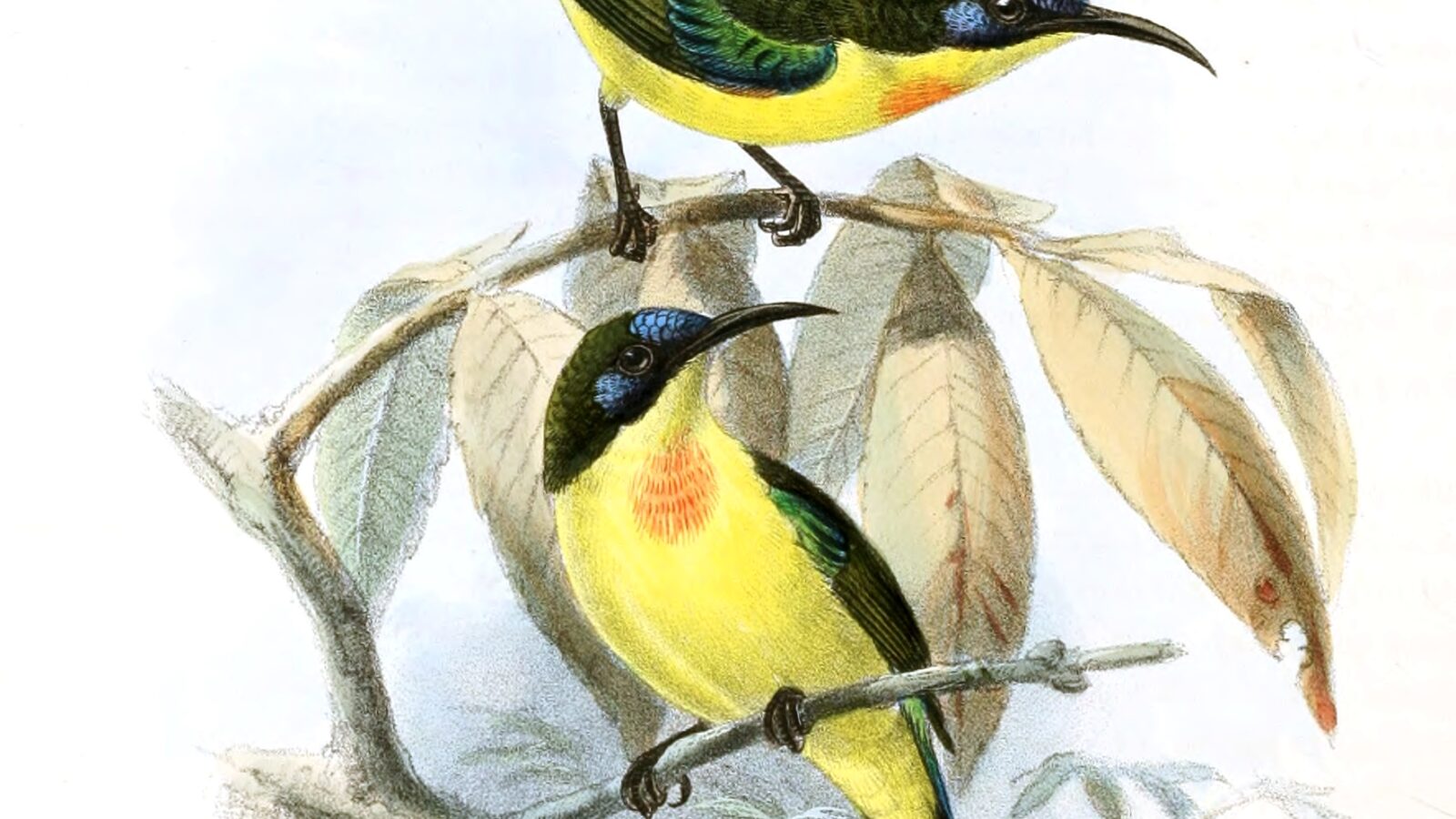 Metallic-winged Sunbird