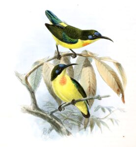 Metallic-winged Sunbird