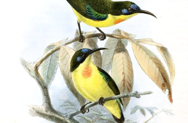 Metallic-winged Sunbird