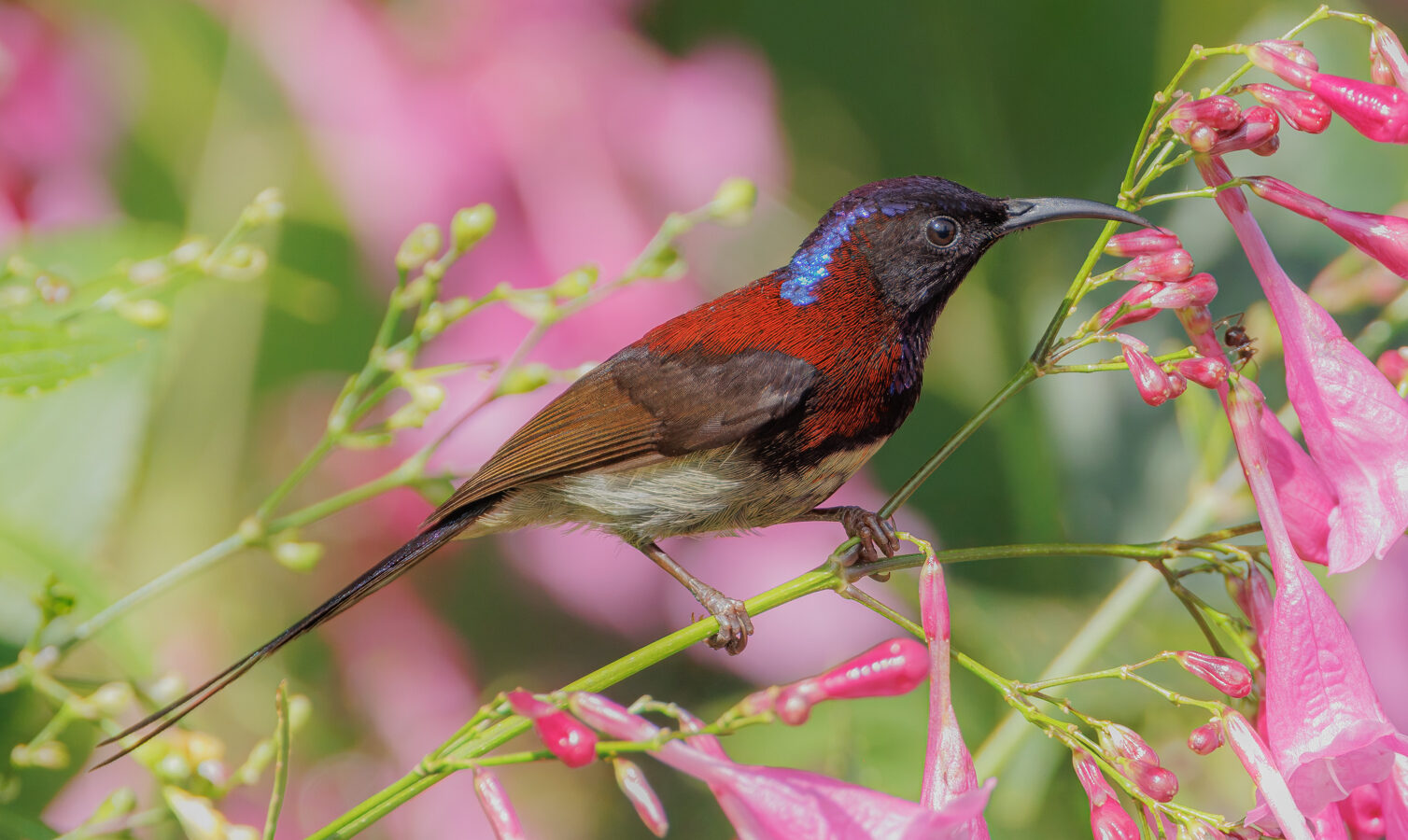 Black-throated Sunbird