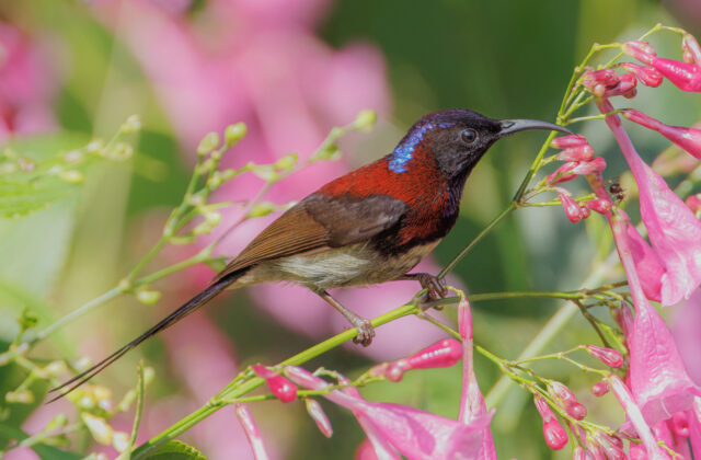 Black-throated Sunbird