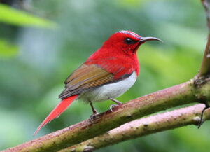 Temminck’s Sunbird