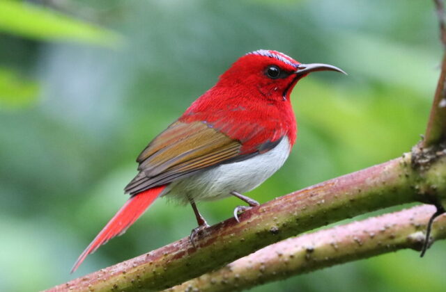 Temminck’s Sunbird