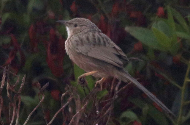 Afghan Babbler