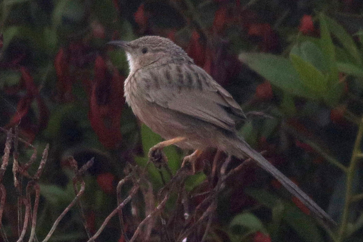 Afghan Babbler