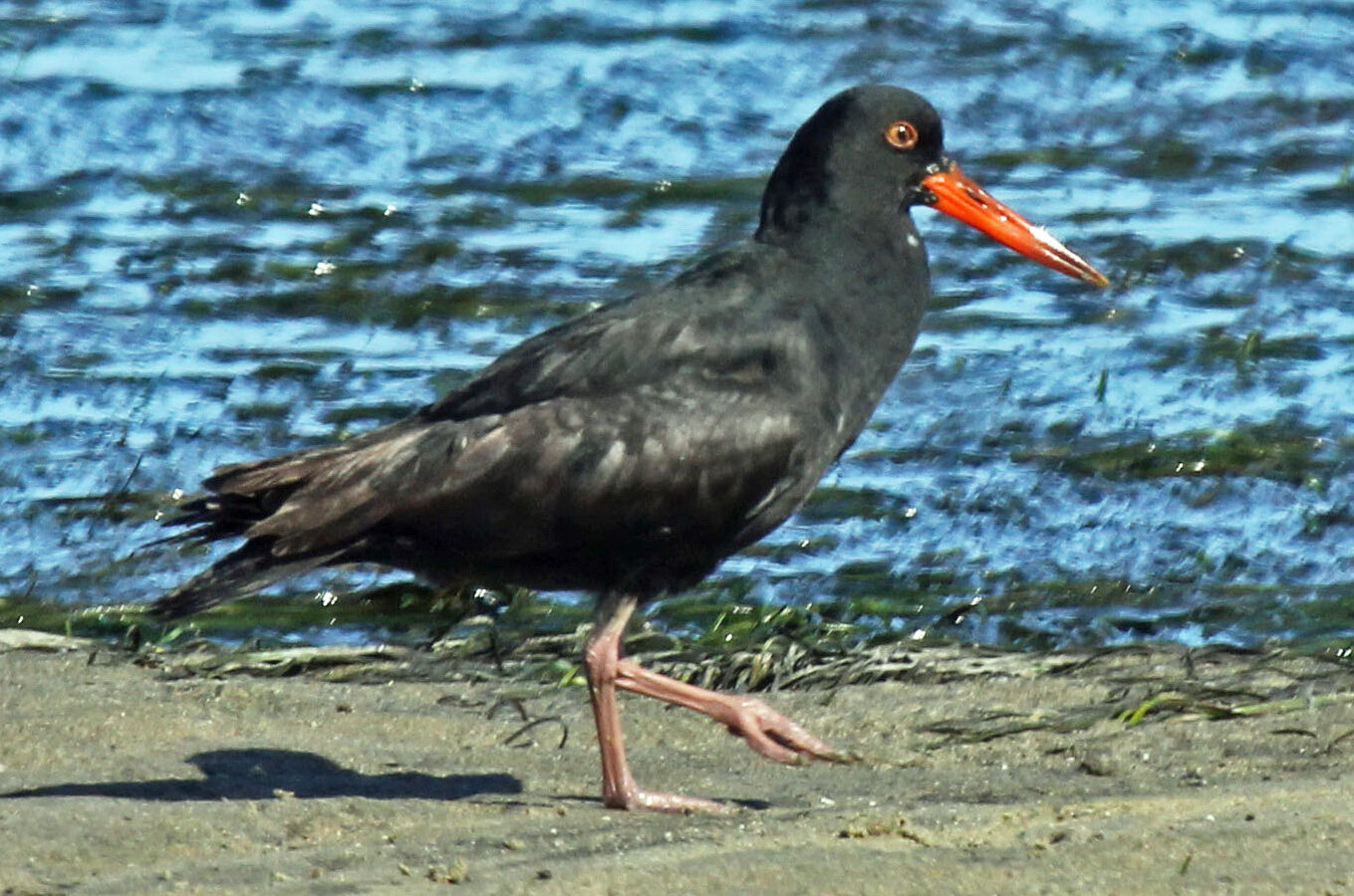 African Oystercatcher