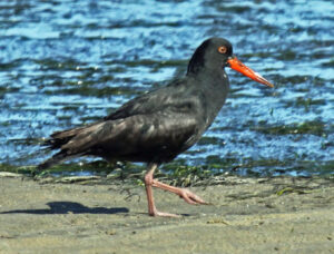 African Oystercatcher