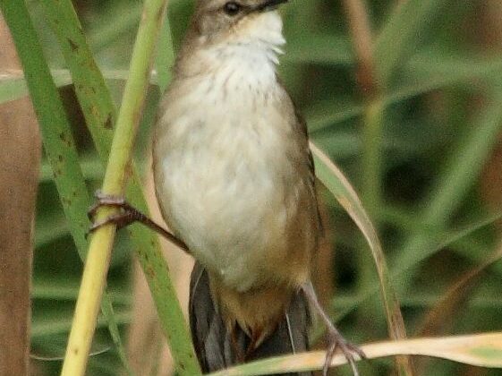 Little Rush Warbler