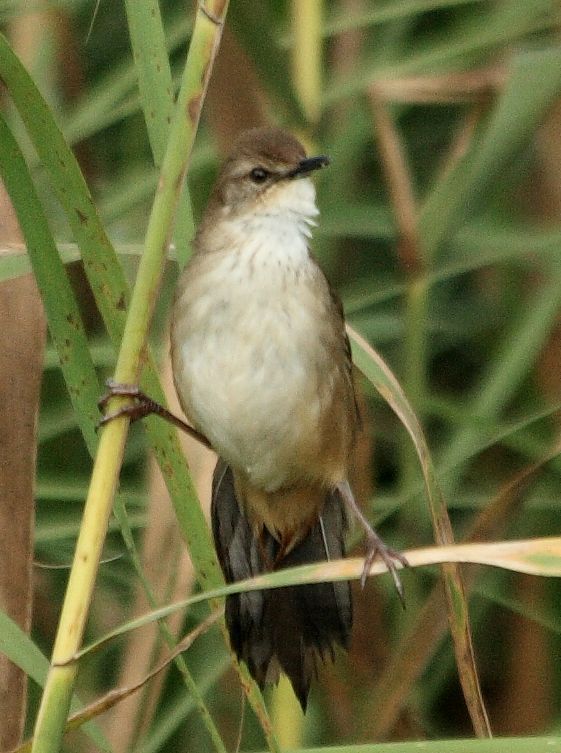 Little Rush Warbler