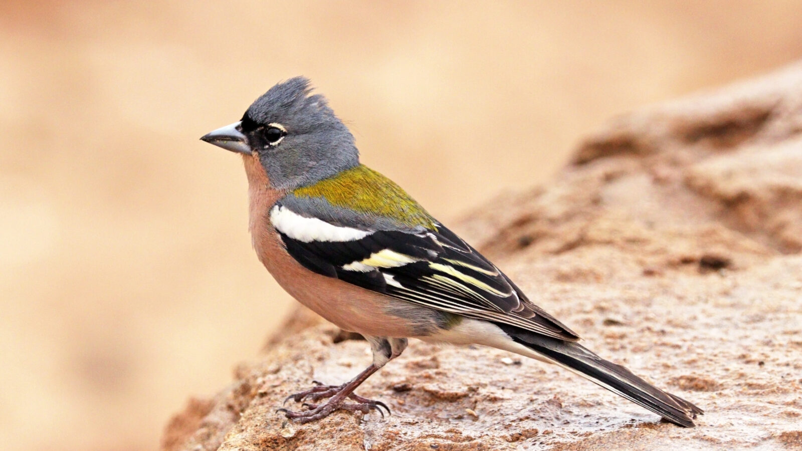 African Chaffinch