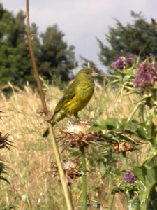 African Citril
